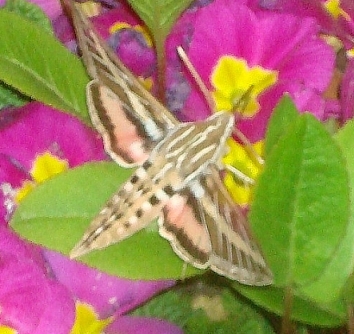 Hummingbird moth 2