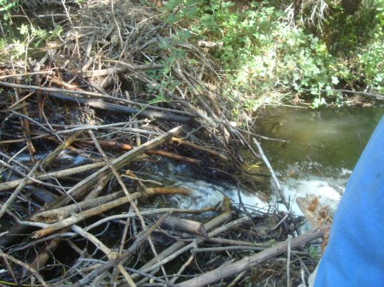 Looking downstream off the dam