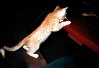 Robin Kitten 11- 2000