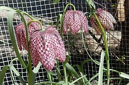 Checkered lilies close